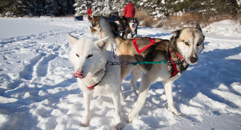 The lead dogs of a sled team look toward the camera. The rest of the team is behind them. 